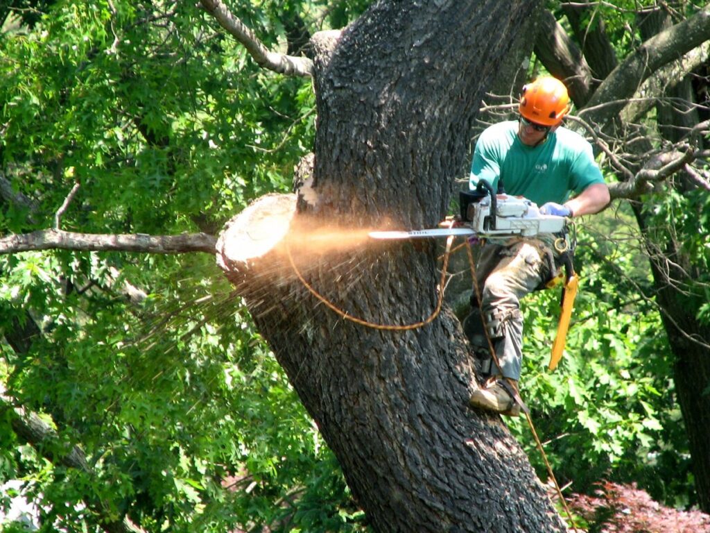 Tree Removal Services