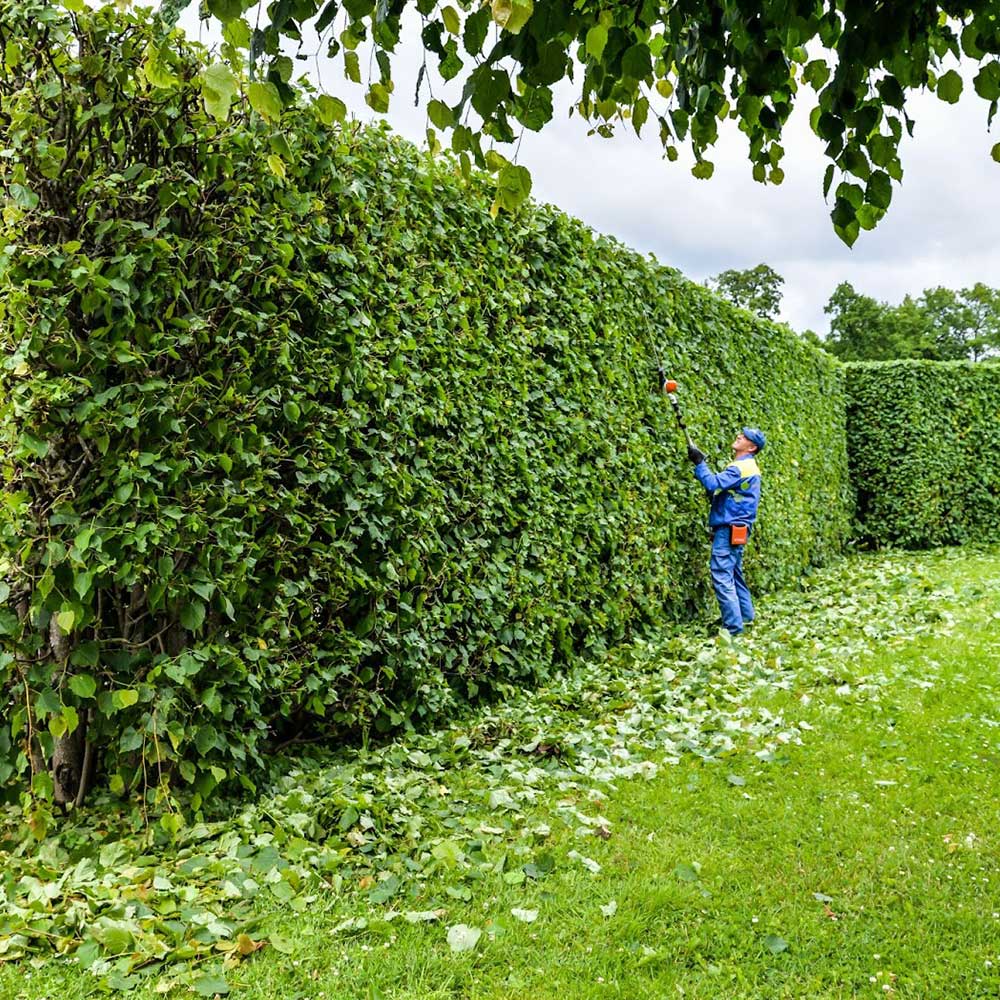 Trimming Services